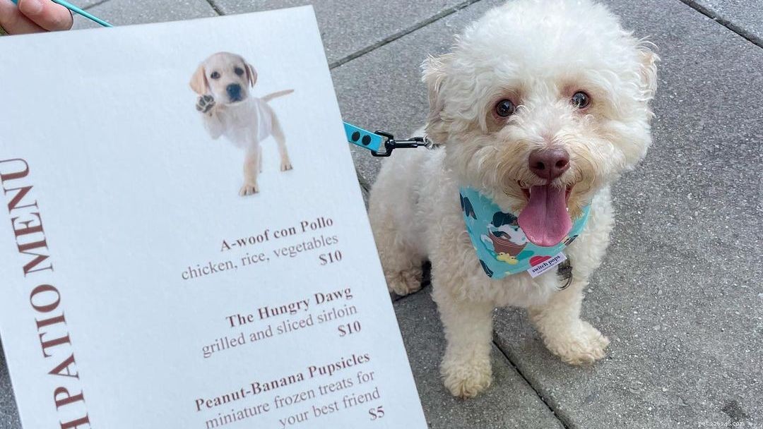 The Diggs Guide: Top Dog-Friendly Hotels, Restaurants & More