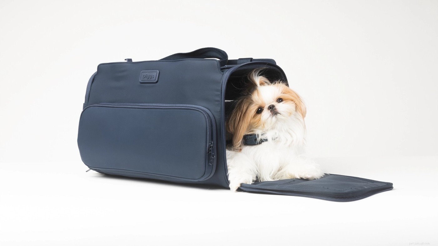 Prevent Dog Travel Anxiety: Proven Strategies for Stress‑Free Trips