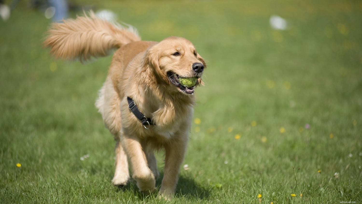 Decoding Dog Body Language: What Your Canine Is Really Saying