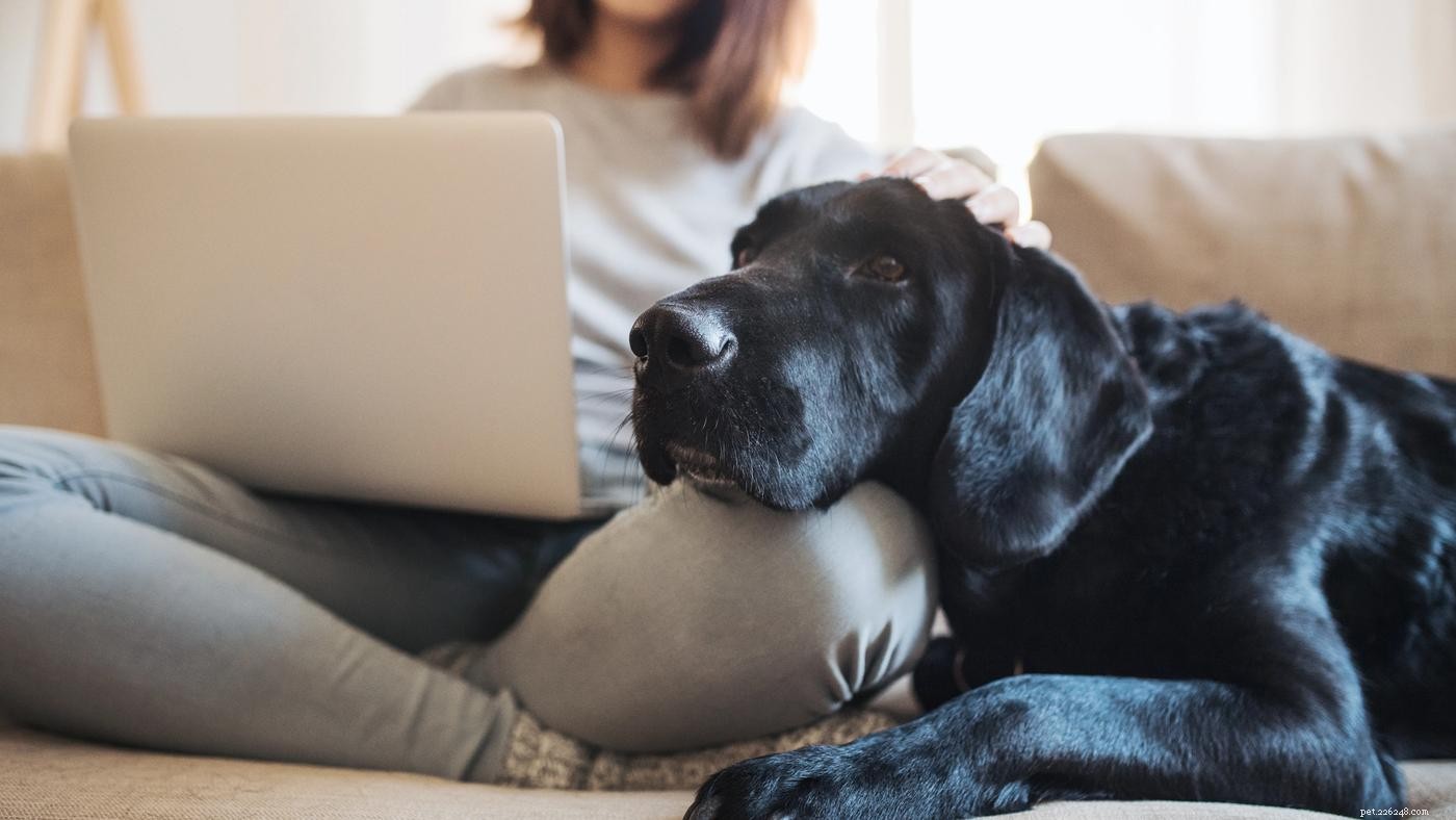 Decoding Dog Body Language: What Your Canine Is Really Saying