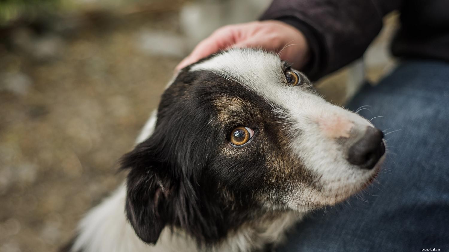 10 Expert Tips to Ensure Your Dog Feels Secure and Protected