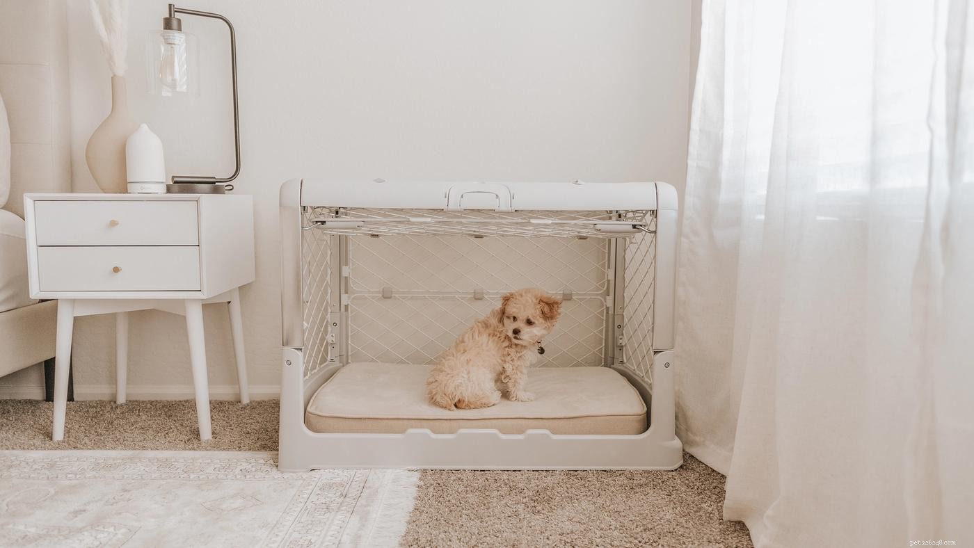 10 Expert Tips to Ensure Your Dog Feels Secure and Protected