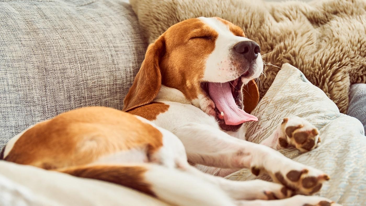 10 Expert Tips to Ensure Your Dog Feels Secure and Protected