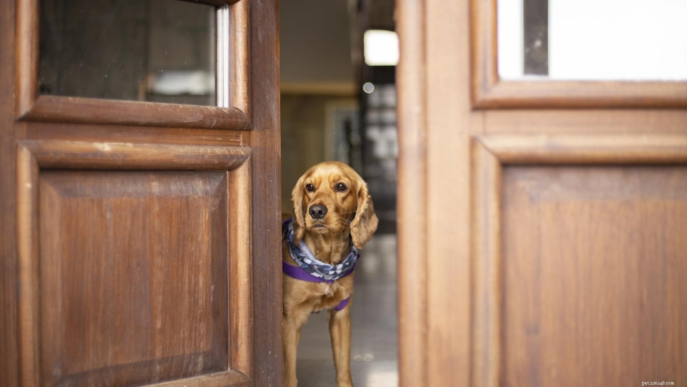 5 Proven Ways to Keep Your Dog Calm this Halloween