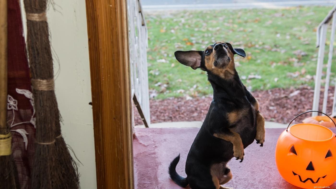 5 Proven Ways to Keep Your Dog Calm this Halloween