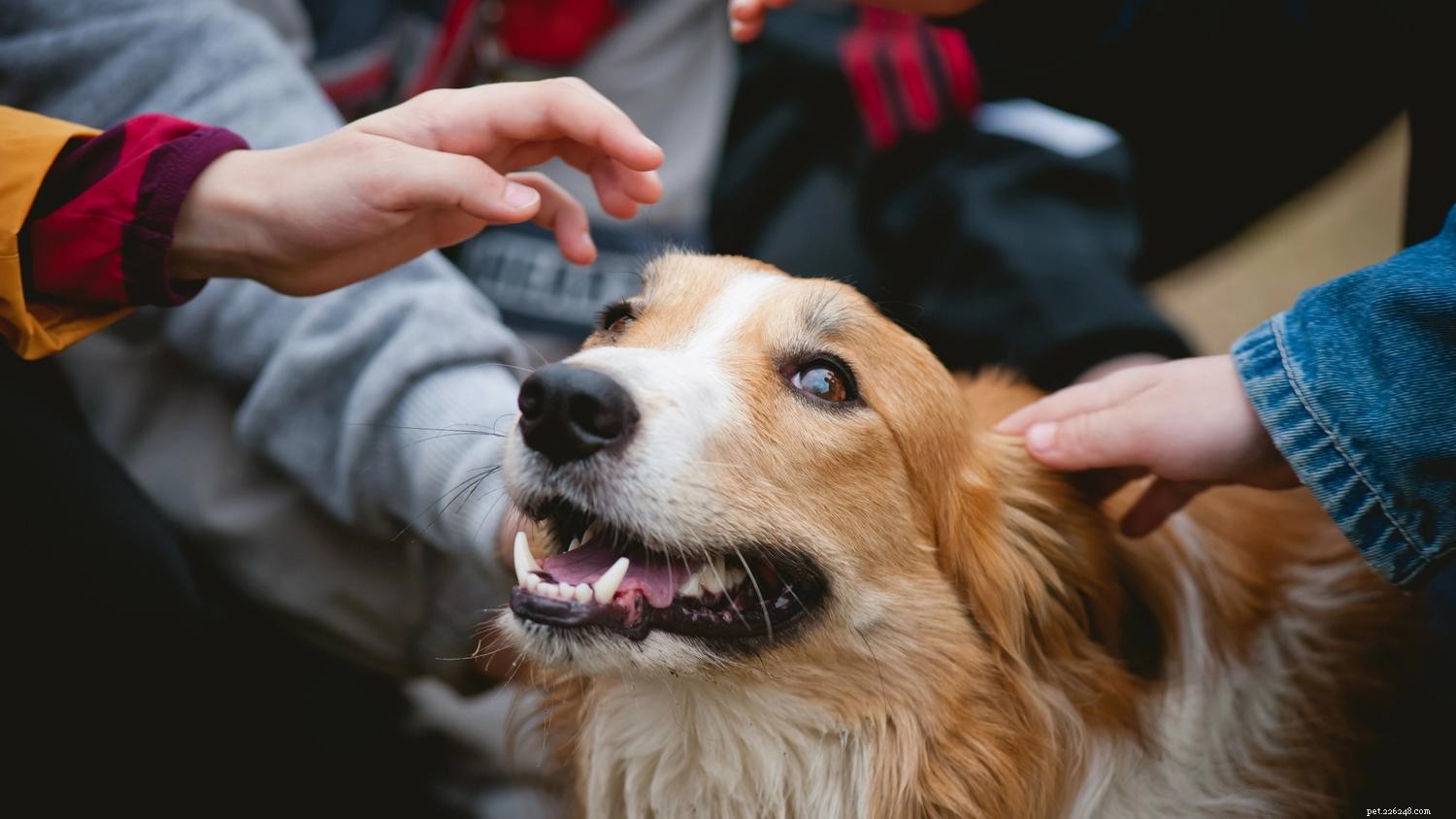 Teach Your Large Dog to Greet Calmly: Stop Jumping with Proven Tips