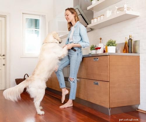 Teach Your Large Dog to Greet Calmly: Stop Jumping with Proven Tips