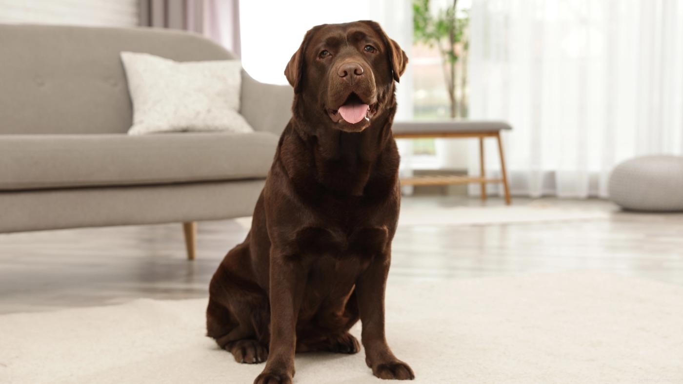 Teach Your Large Dog to Greet Calmly: Stop Jumping with Proven Tips