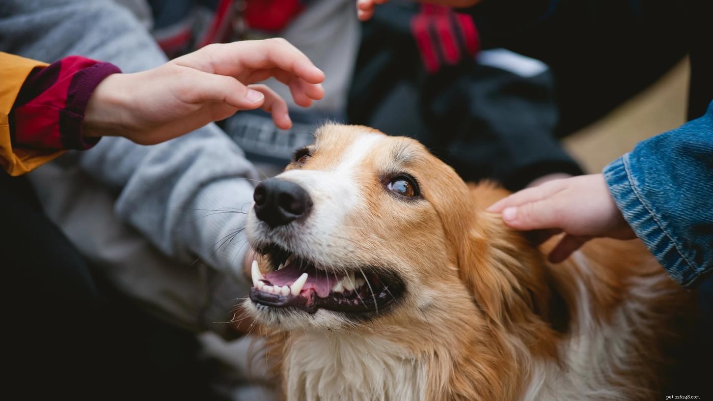 Teach Your Large Dog to Greet Calmly: Stop Jumping with Proven Tips