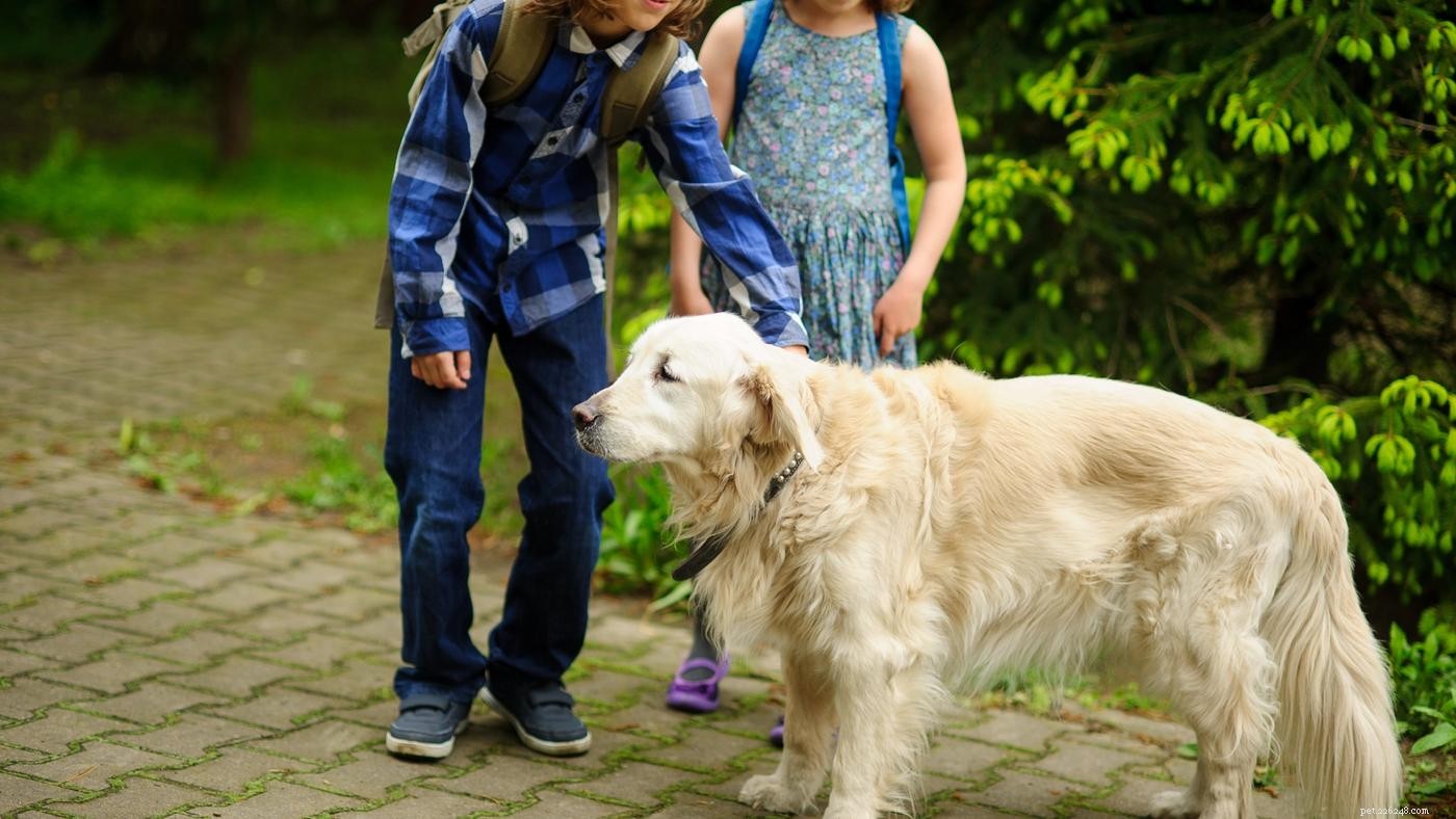 Teach Your Large Dog to Greet Calmly: Stop Jumping with Proven Tips