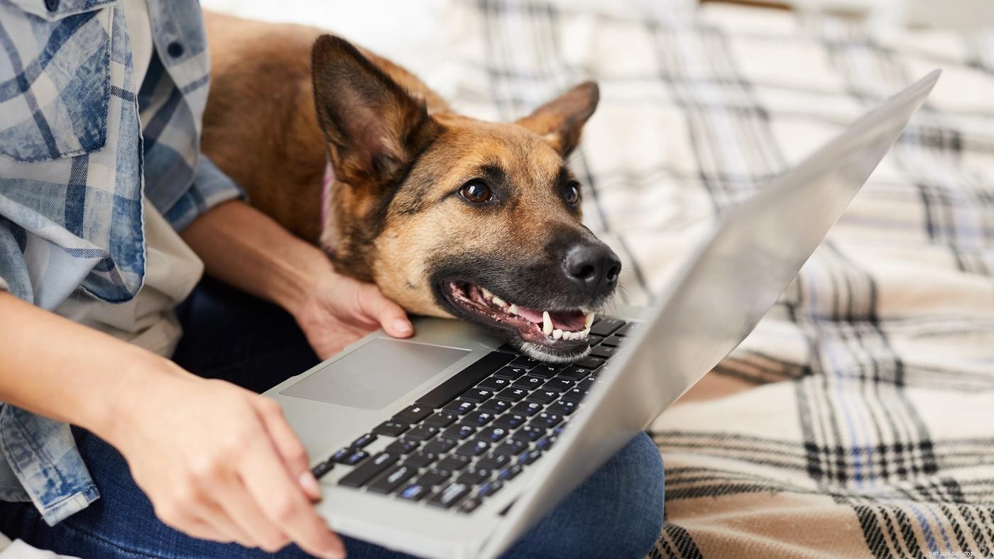 Key Considerations for Adopting a Large‑Breed Dog