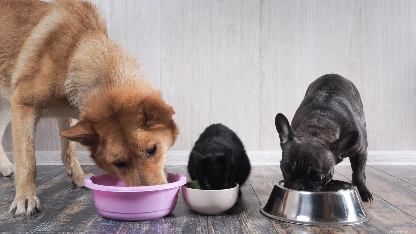 Key Considerations for Adopting a Large‑Breed Dog