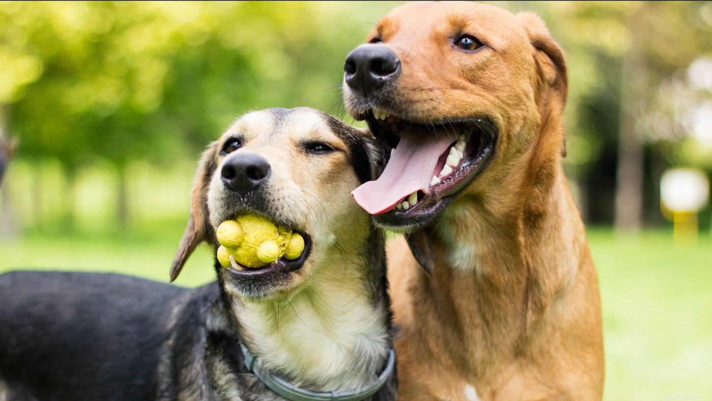 Key Considerations for Adopting a Large‑Breed Dog