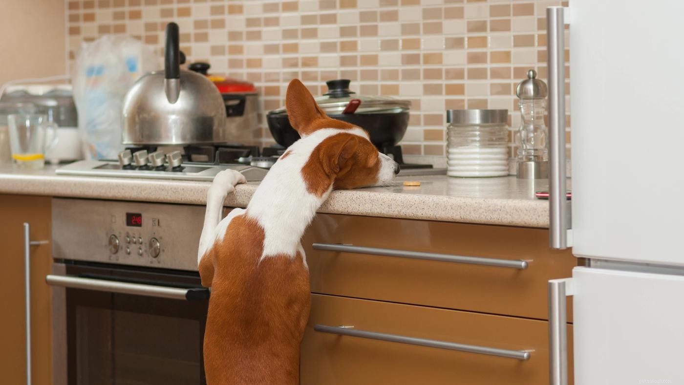 Key Considerations for Adopting a Large‑Breed Dog