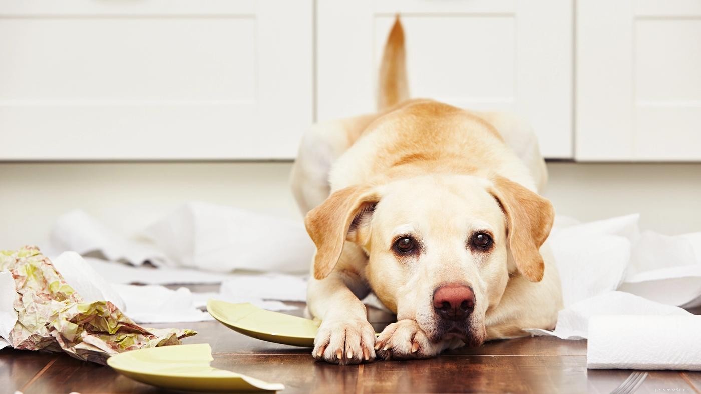 Key Considerations for Adopting a Large‑Breed Dog