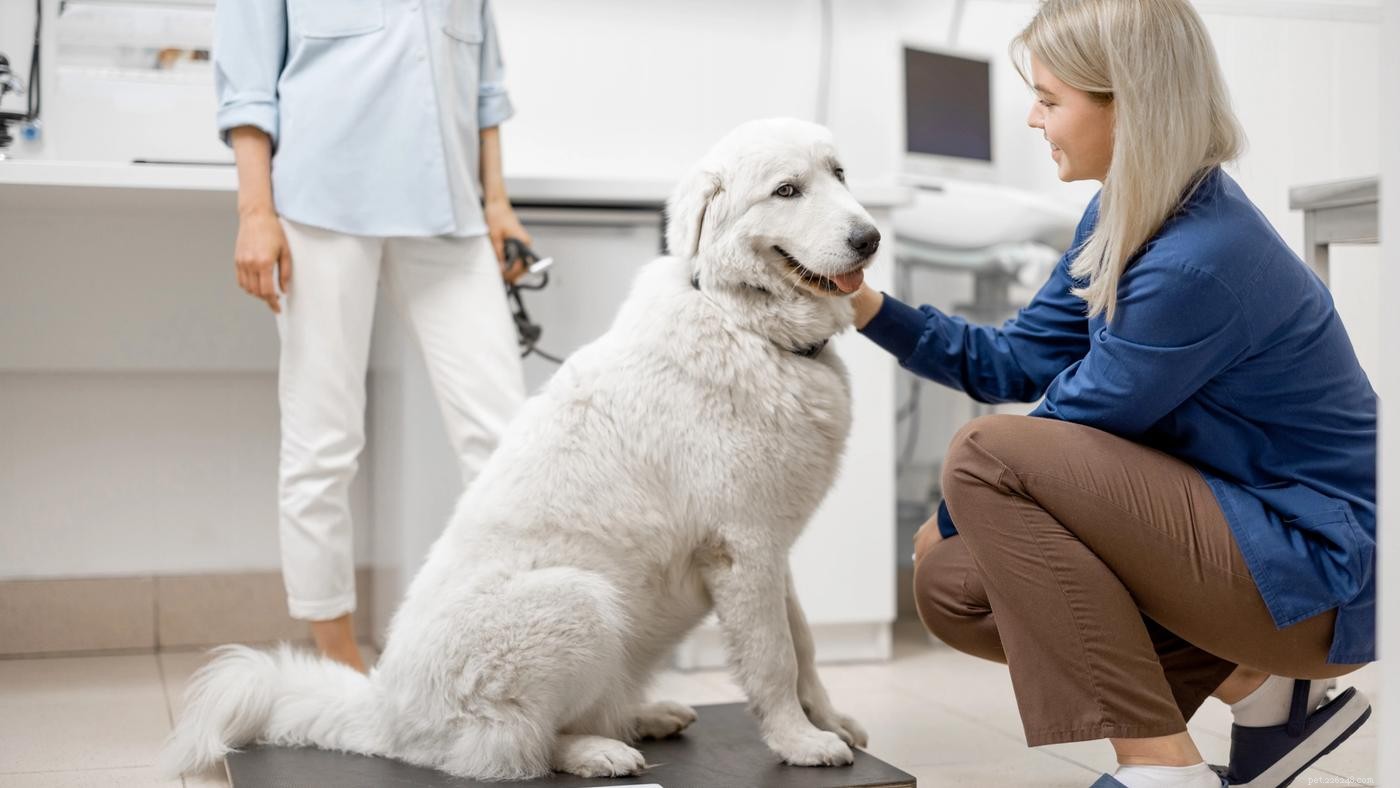 Key Considerations for Adopting a Large‑Breed Dog