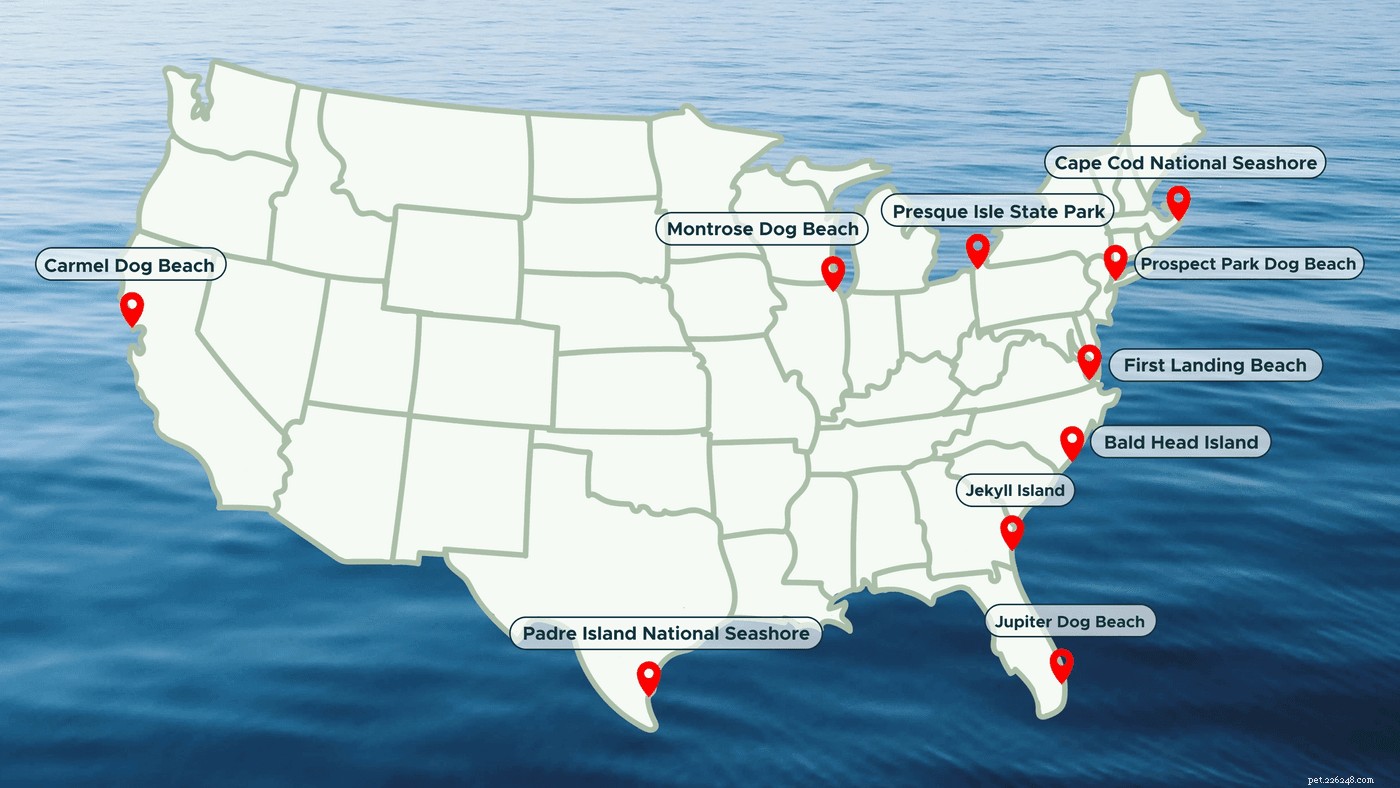Ultimate Guide to Planning a Memorable Dog Beach Trip