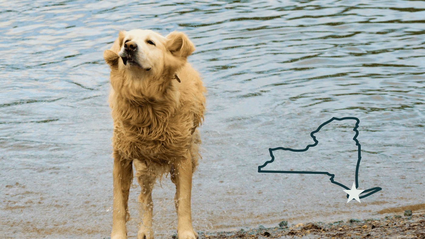 Ultimate Guide to Planning a Memorable Dog Beach Trip