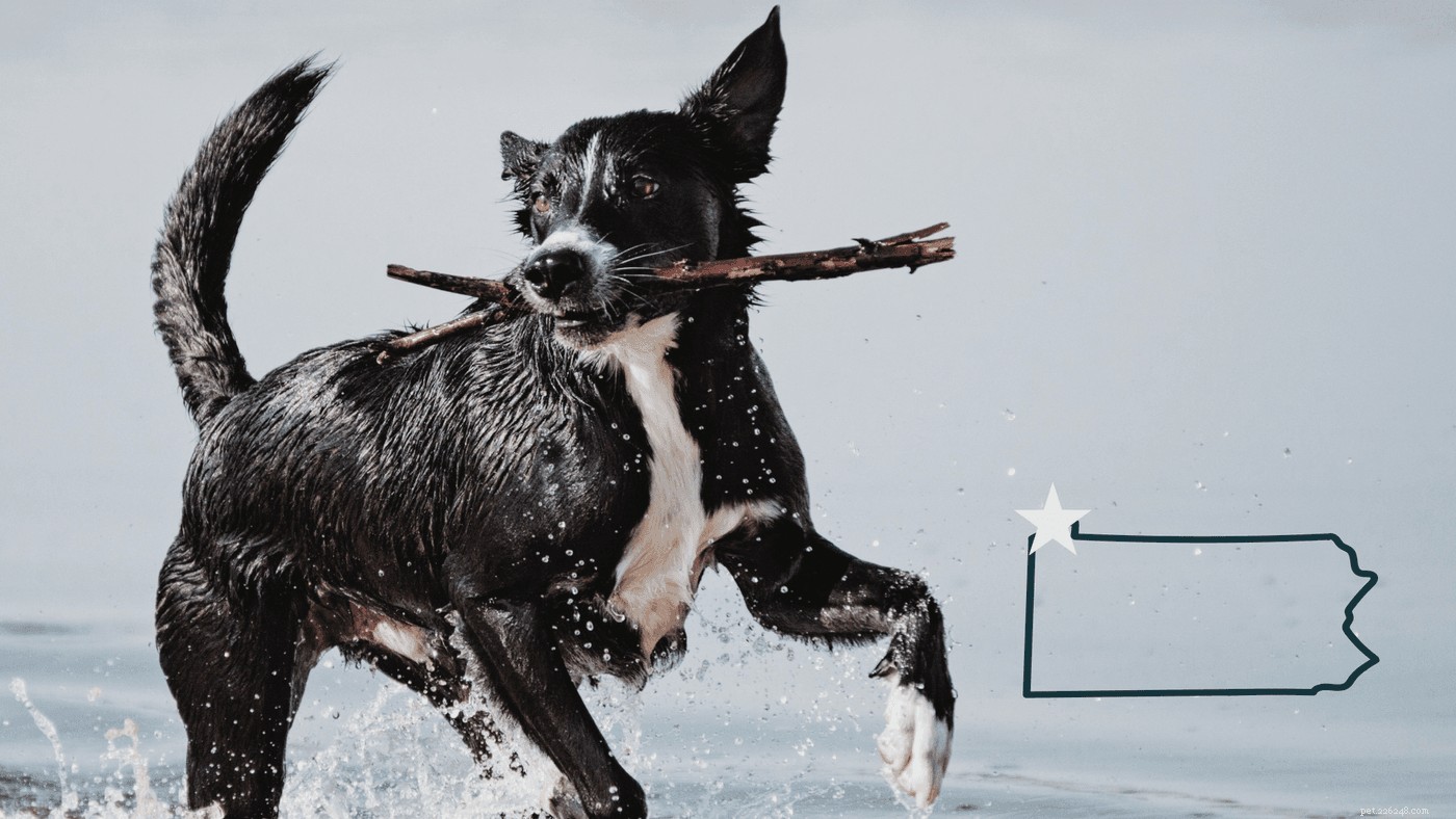 Ultimate Guide to Planning a Memorable Dog Beach Trip