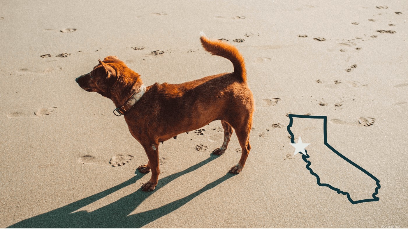 Ultimate Guide to Planning a Memorable Dog Beach Trip