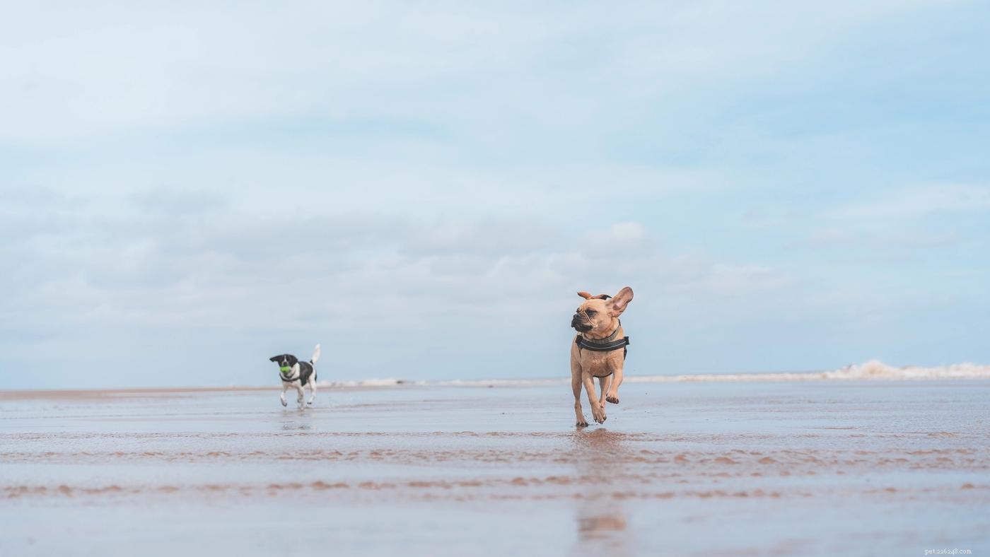 Ultimate Guide to Planning a Memorable Dog Beach Trip