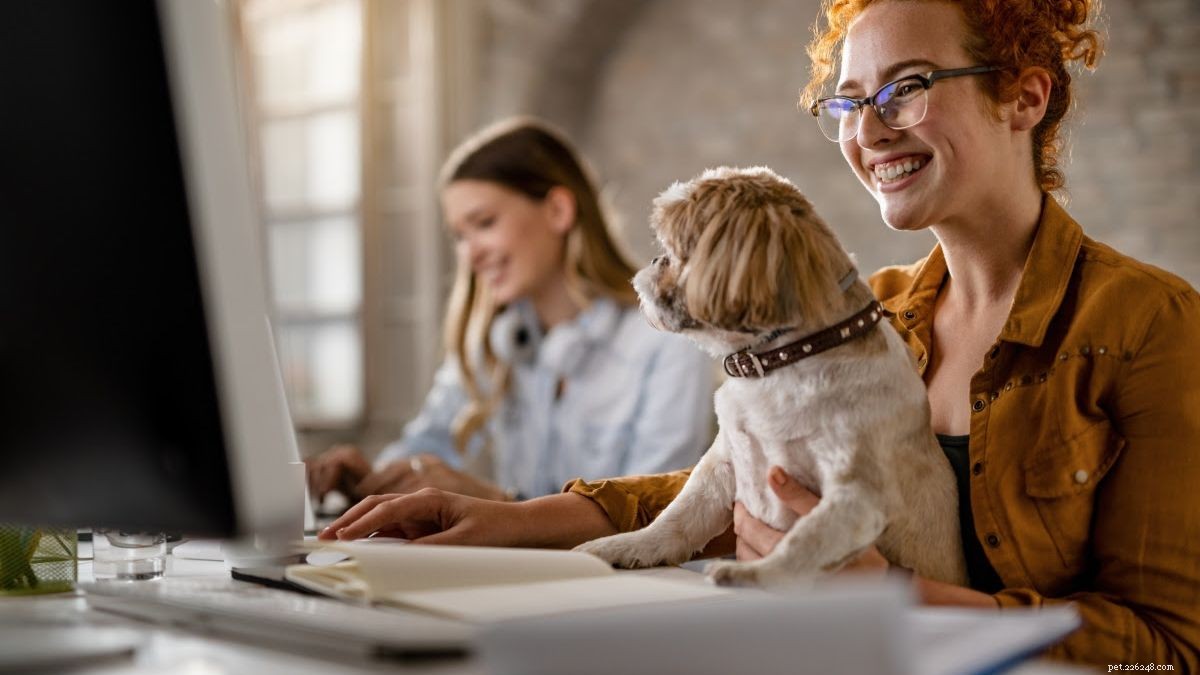 Bringing Dogs to Work: Boosting Morale, Productivity, and Employee Satisfaction