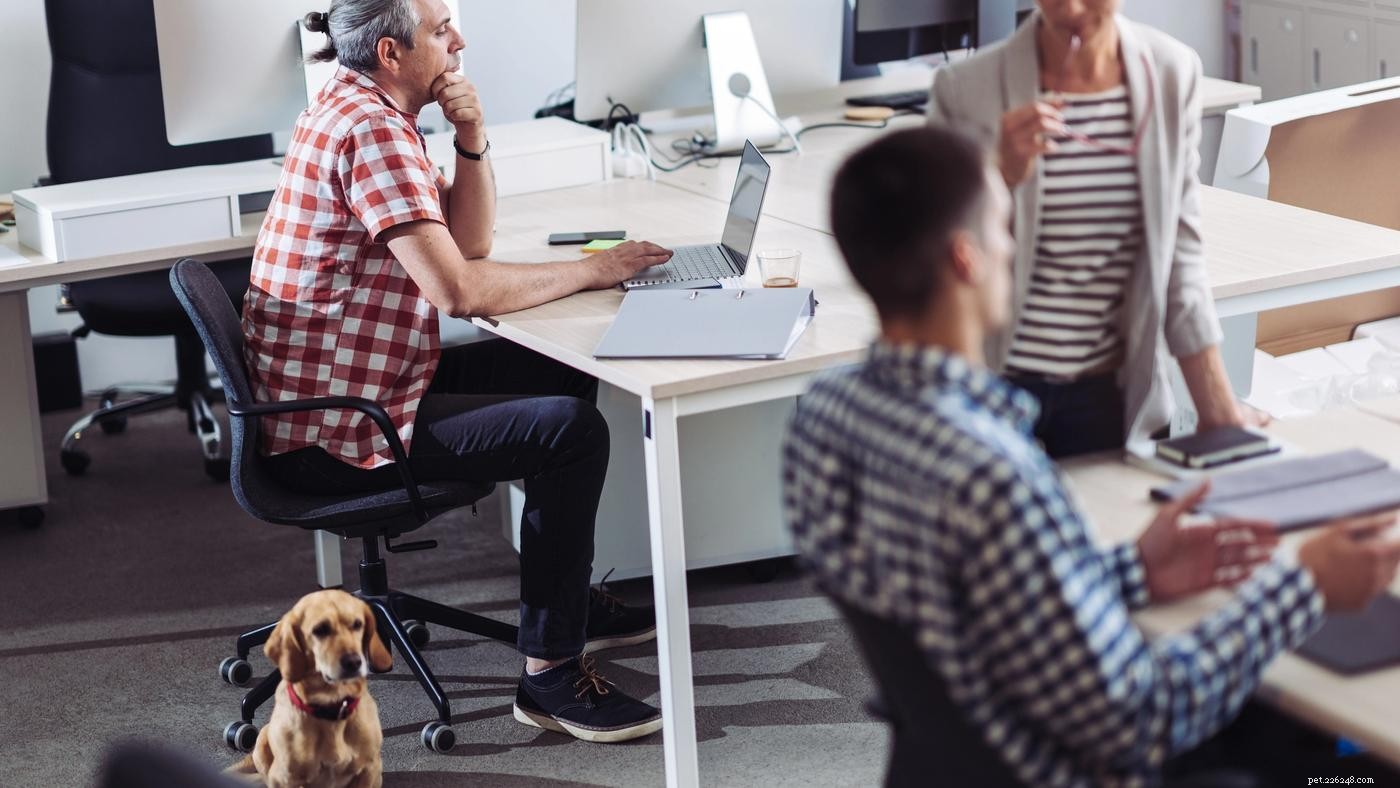 Bringing Dogs to Work: Boosting Morale, Productivity, and Employee Satisfaction
