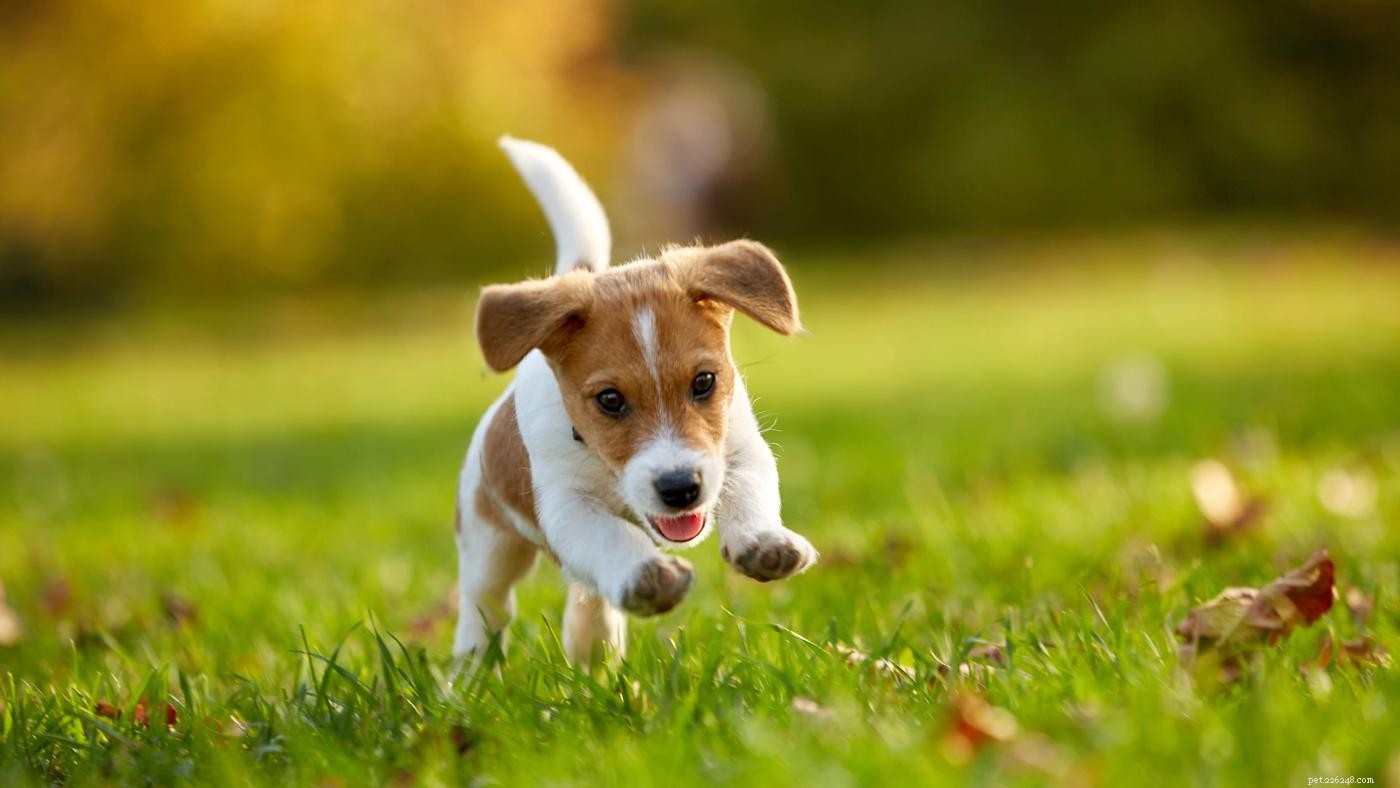 Bringing Dogs to Work: Boosting Morale, Productivity, and Employee Satisfaction