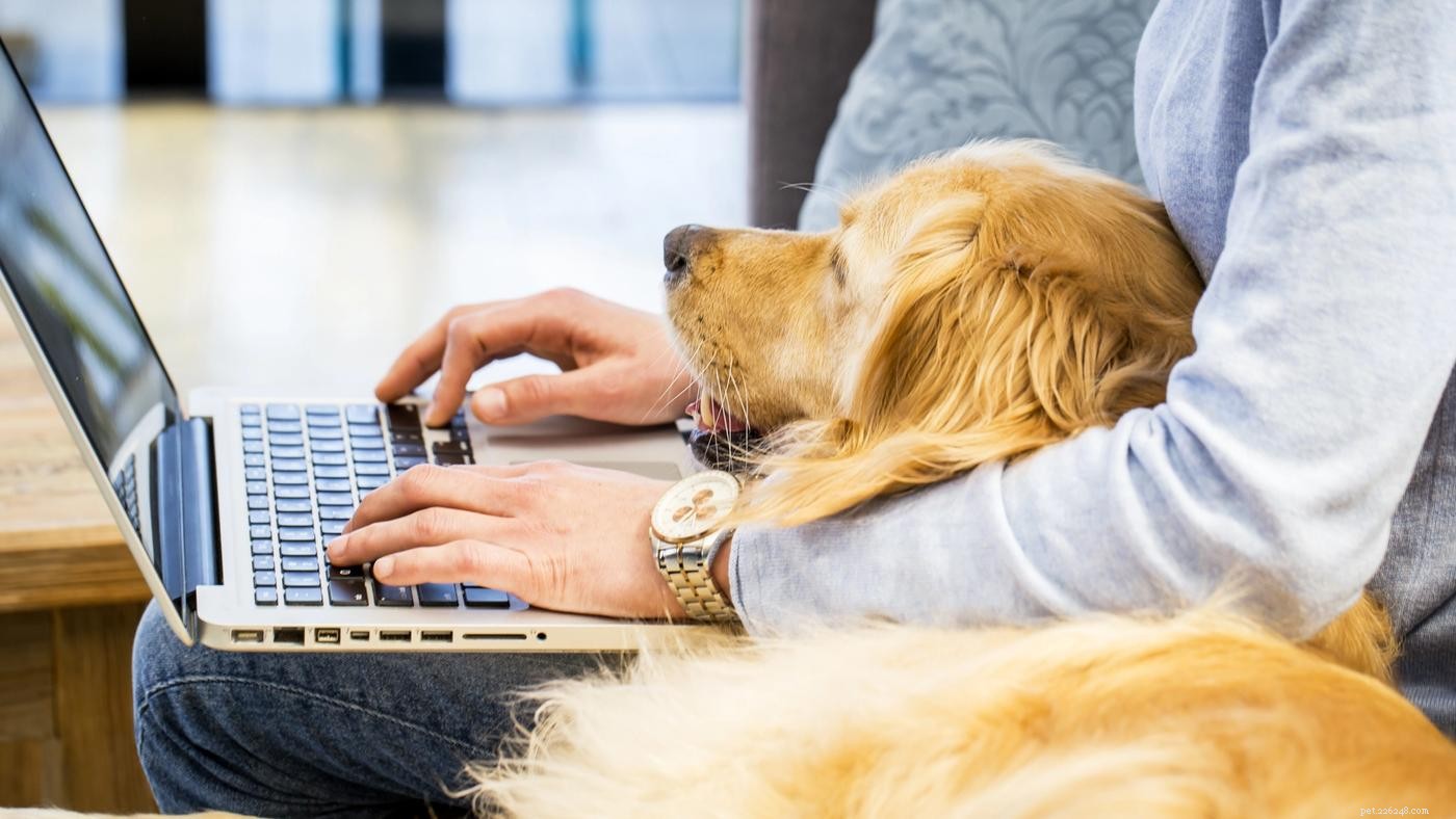 Bringing Dogs to Work: Boosting Morale, Productivity, and Employee Satisfaction