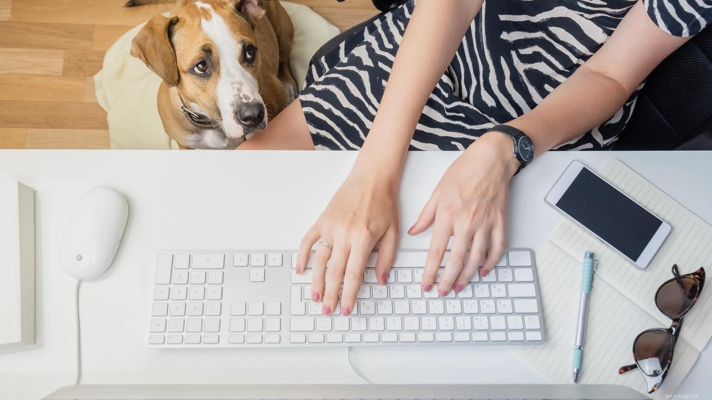 Bringing Dogs to Work: Boosting Morale, Productivity, and Employee Satisfaction