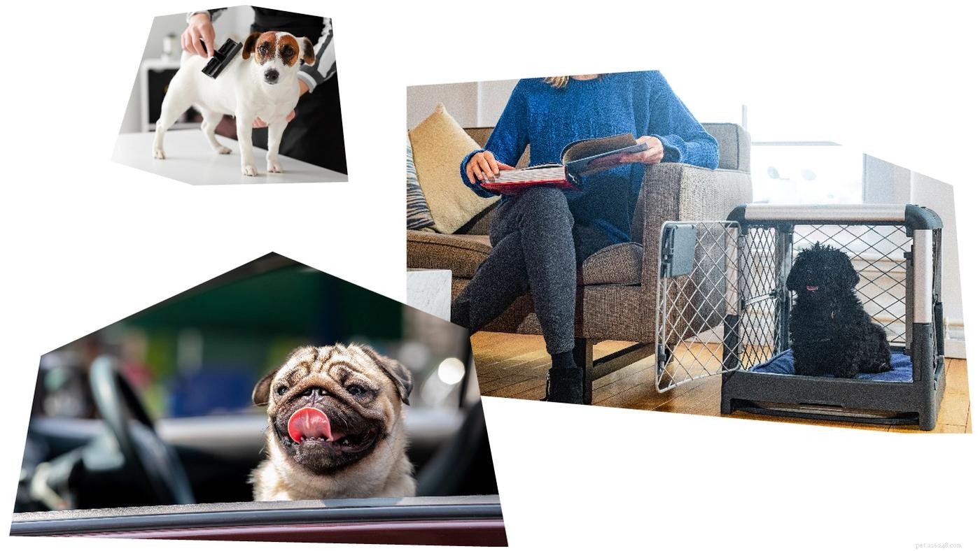How to Ensure Your Pup Earns a Gold Star at the Grooming Salon