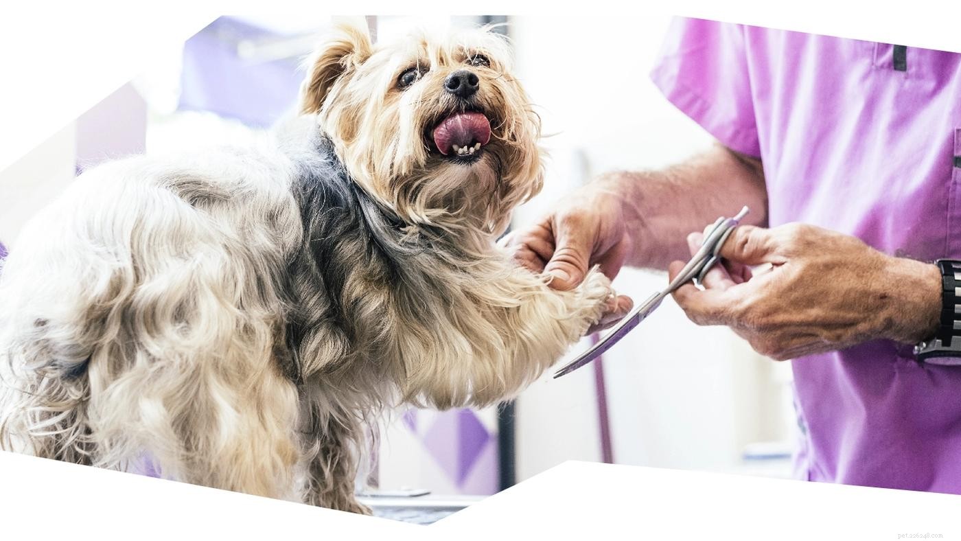 How to Ensure Your Pup Earns a Gold Star at the Grooming Salon