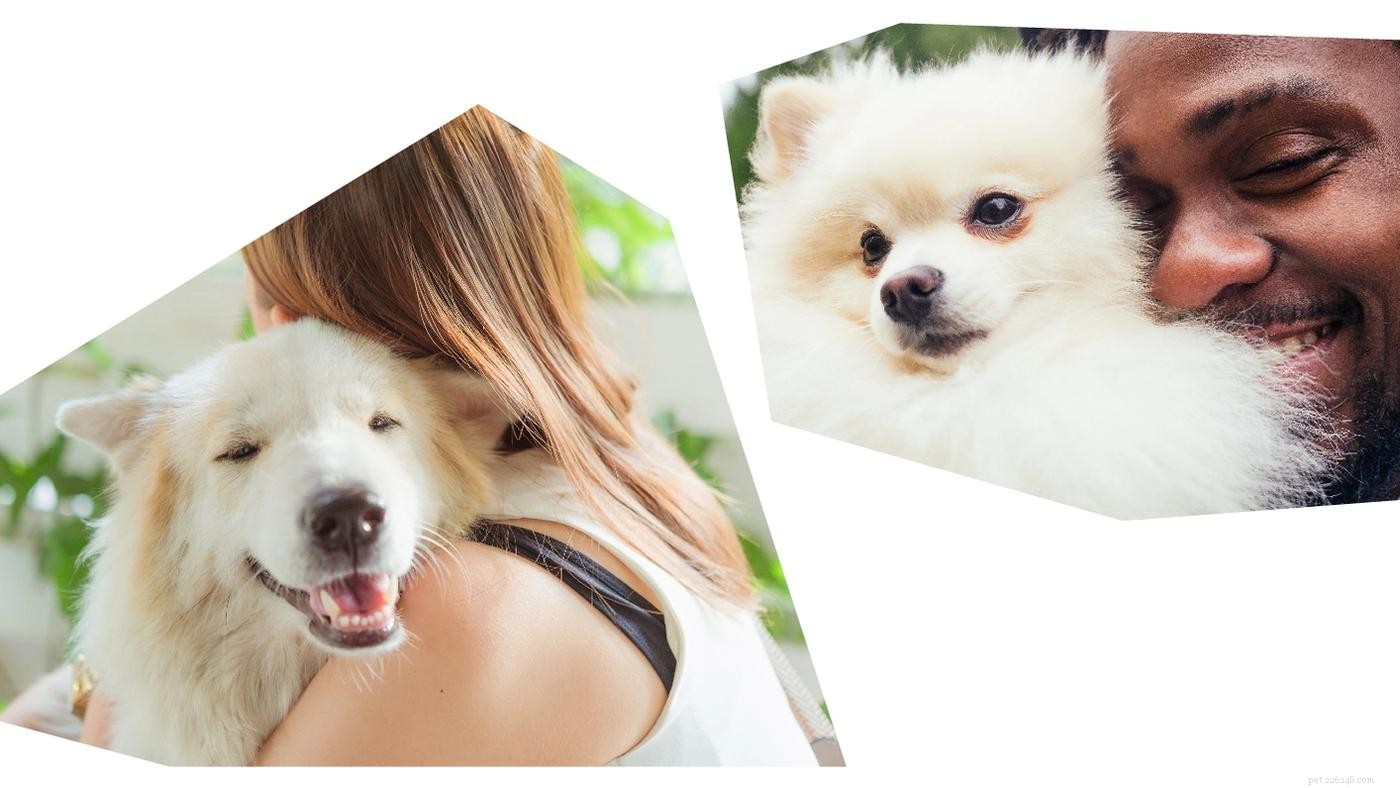 How to Ensure Your Pup Earns a Gold Star at the Grooming Salon