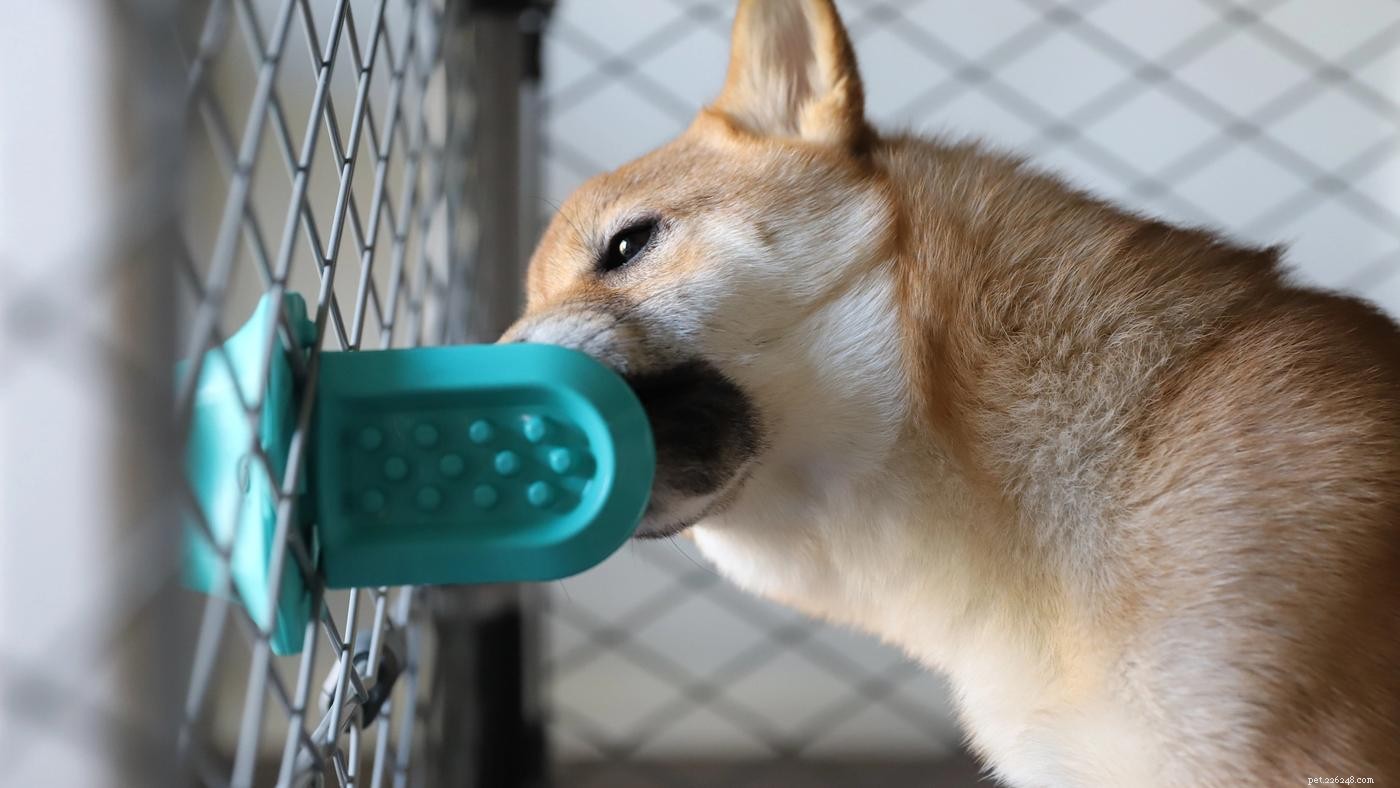 How to Keep Your New Puppy Safe and Healthy: A Comprehensive Guide