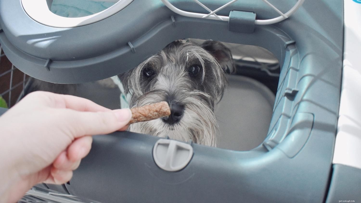 How to Keep Your New Puppy Safe and Healthy: A Comprehensive Guide
