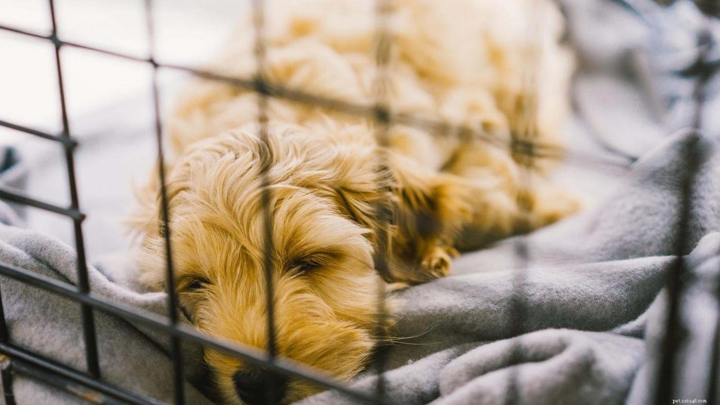 How to Keep Your New Puppy Safe and Healthy: A Comprehensive Guide
