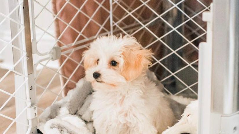 How to Keep Your New Puppy Safe and Healthy: A Comprehensive Guide