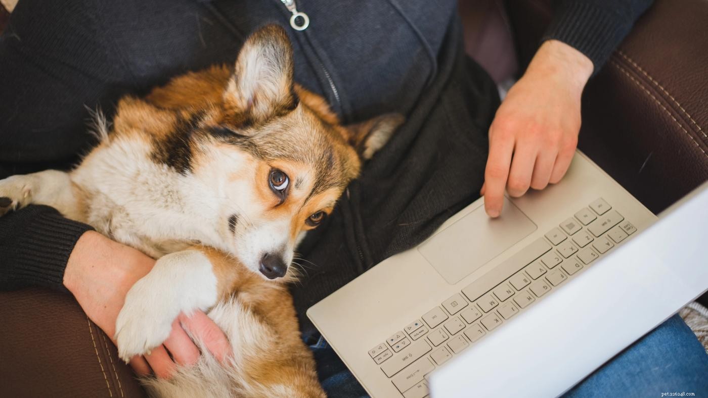 How to Keep Your New Puppy Safe and Healthy: A Comprehensive Guide