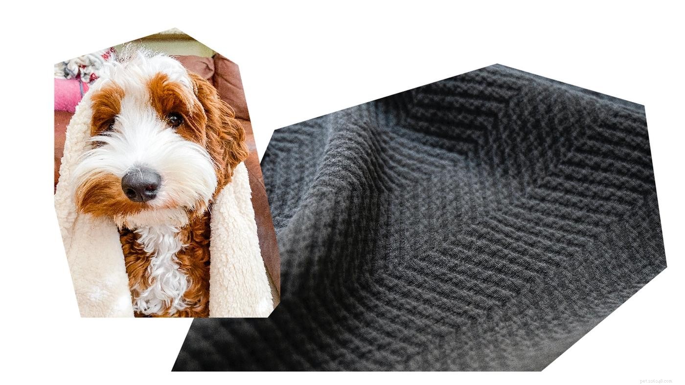 Crate Training My Doodle: A Proven Step-by-Step Guide