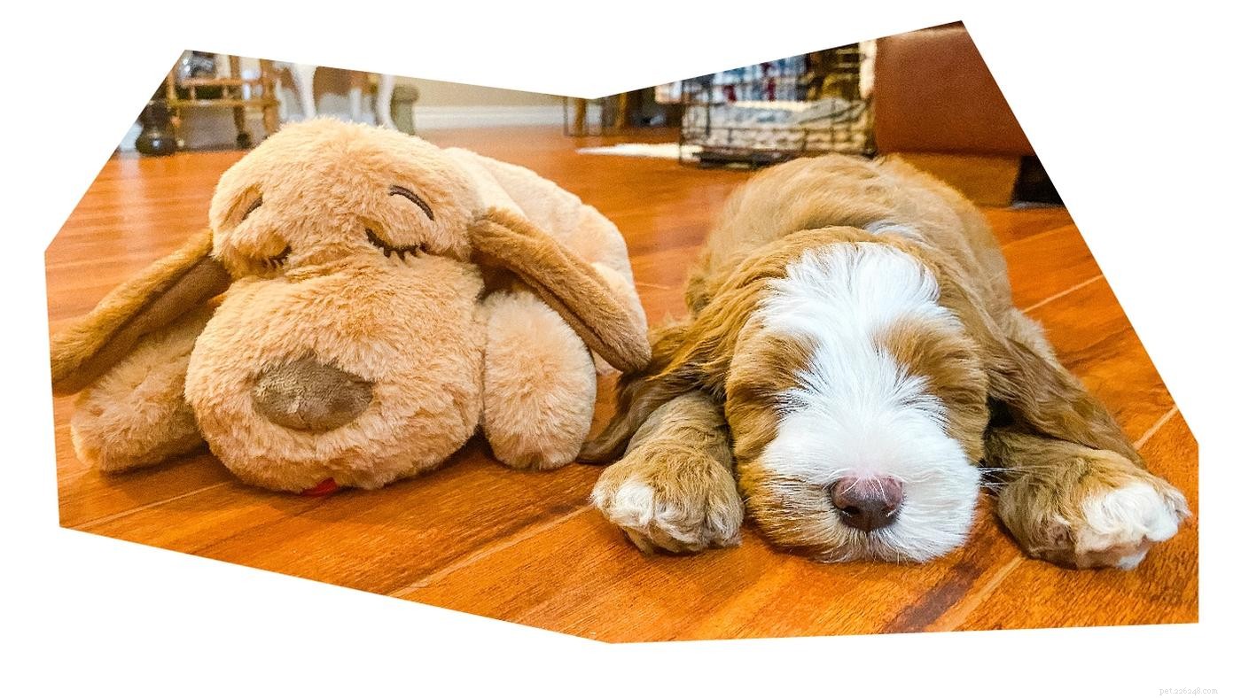 Crate Training My Doodle: A Proven Step-by-Step Guide