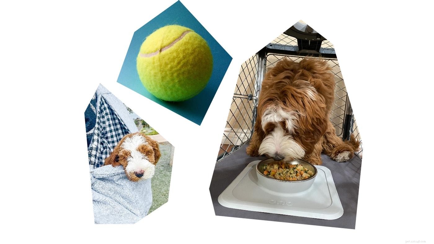 Crate Training My Doodle: A Proven Step-by-Step Guide