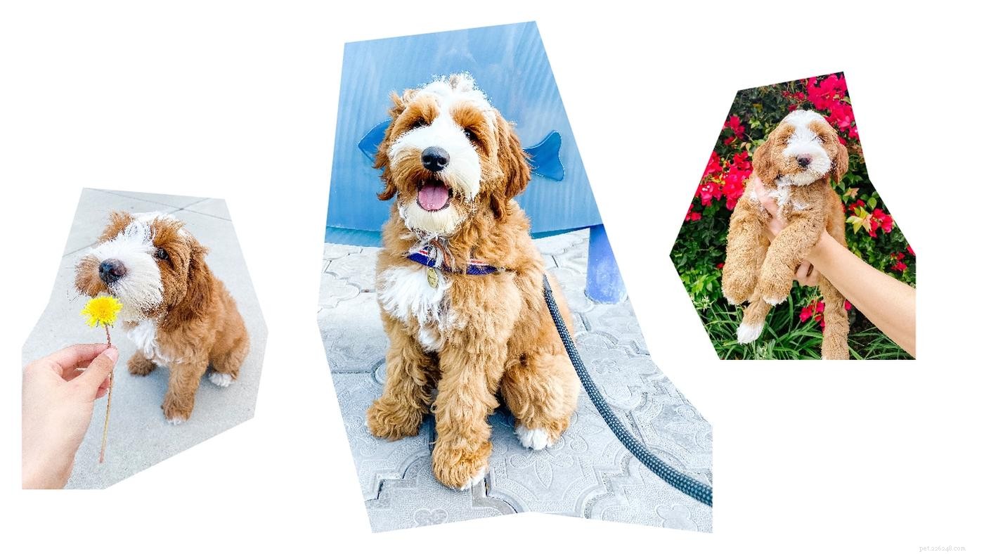 Crate Training My Doodle: A Proven Step-by-Step Guide