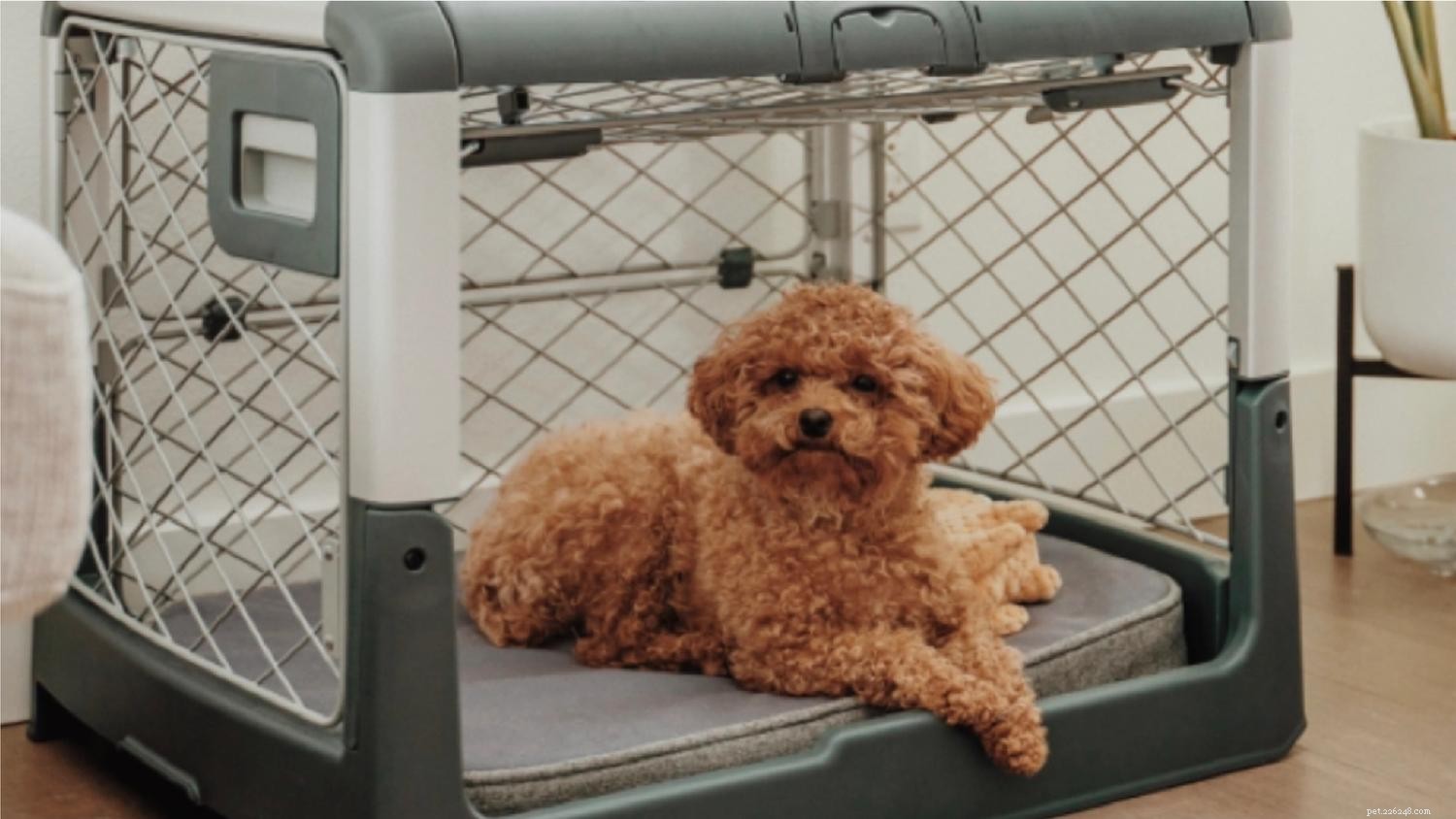 Master Crate Training: 5 Essential Dos & Don’ts for Your Dog
