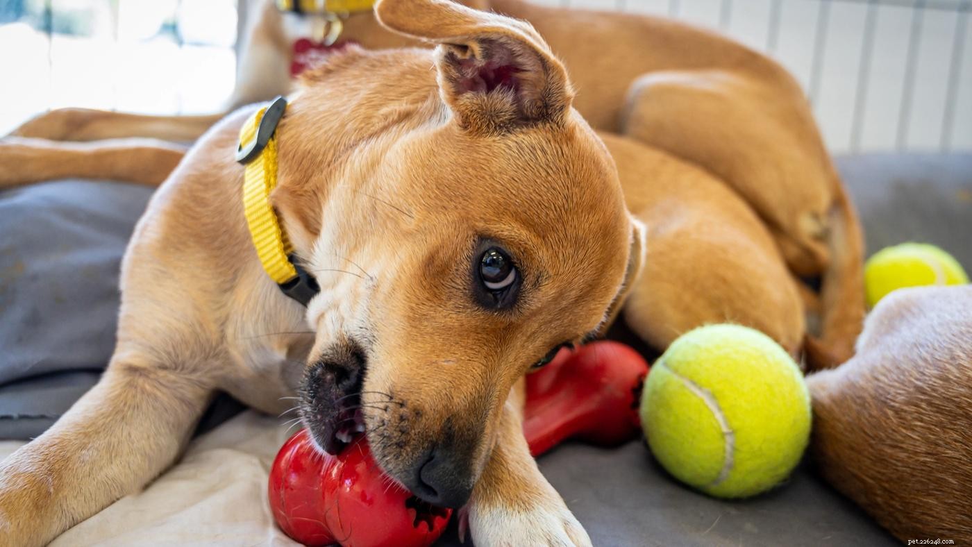 Master Crate Training: 5 Essential Dos & Don’ts for Your Dog
