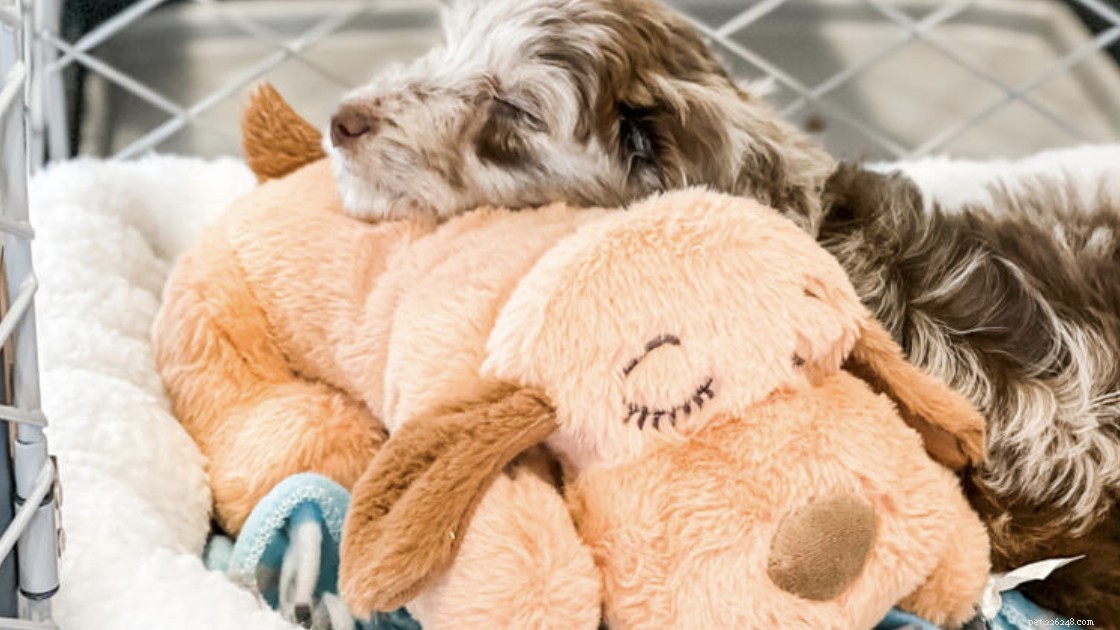 Master Crate Training: 5 Essential Dos & Don’ts for Your Dog