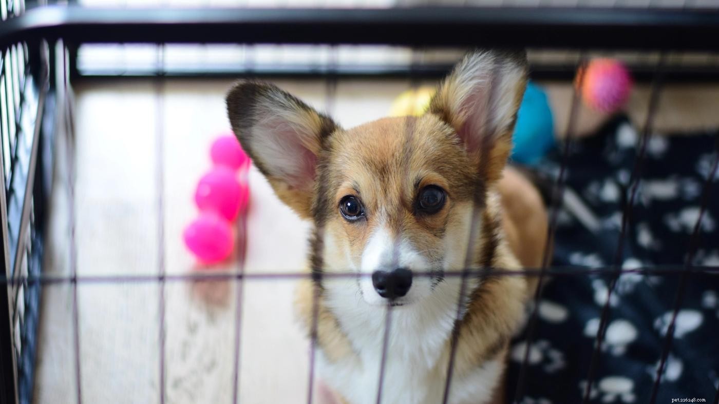 Master Crate Training: 5 Essential Dos & Don’ts for Your Dog