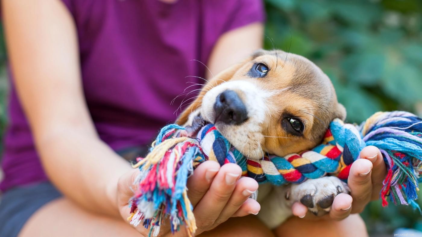 Effective Strategies for Managing Puppy Biting, Chewing, and Nipping