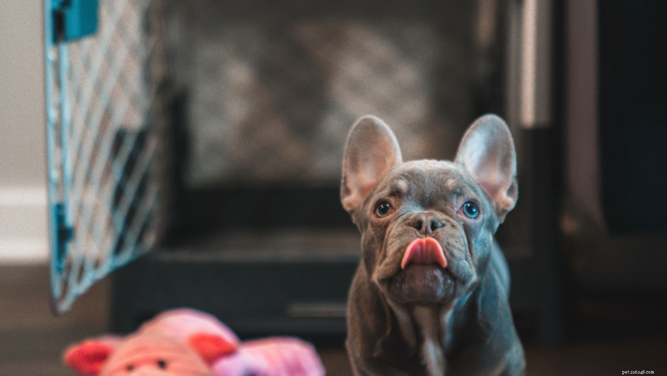 Effective Strategies for Managing Puppy Biting, Chewing, and Nipping