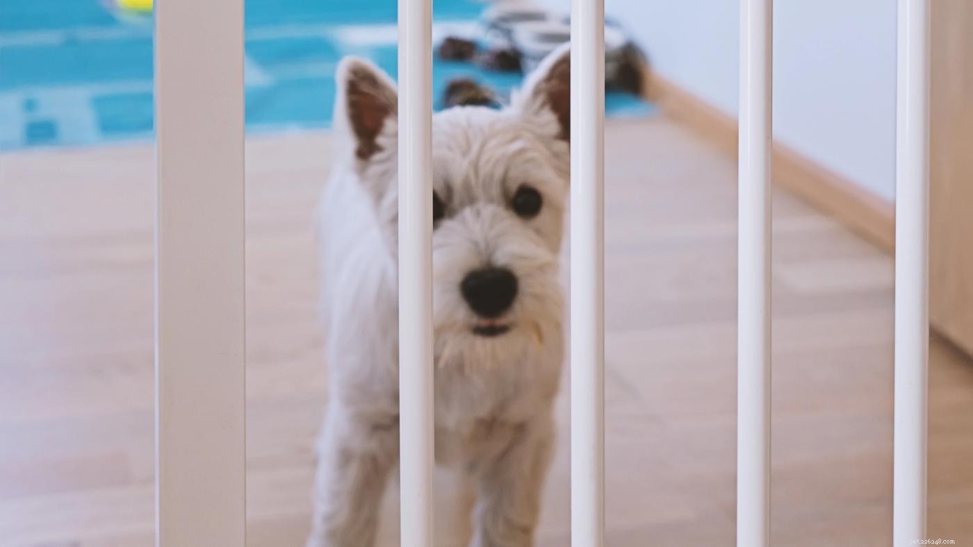 Effective Strategies for Managing Puppy Biting, Chewing, and Nipping
