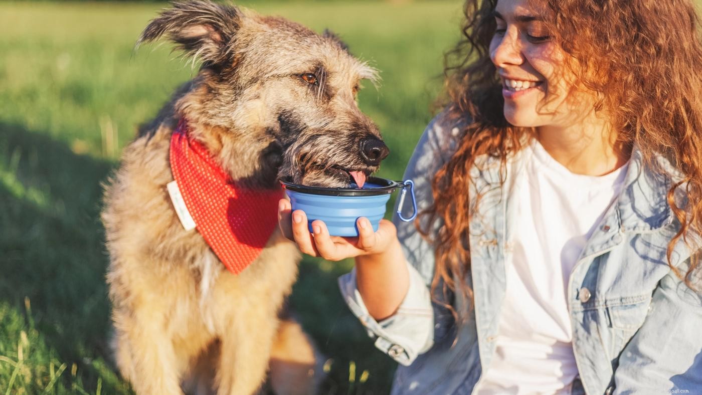 6 Expert Strategies for Sustainable Pet Parenting